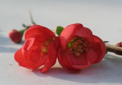 Blumen als Liebesgeschenk