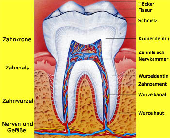 Anatomie des unteren Backenzahns
