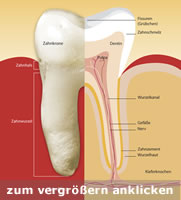 Zahnaufbau