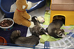Frettchen