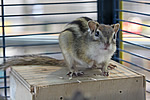 Streifenh&ouml;rnchen