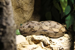 Abgottschlange - Boa Constrictor
