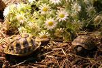 Griechische Landschildkr&ouml;ten