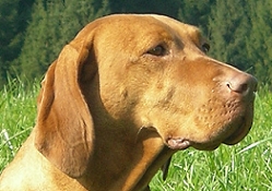 anka`s kopf