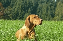 anka vom dritten herzog, besitzer thomas vogl