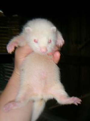 albino