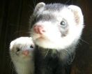 harlekin und iltisfrettchen