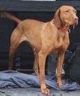 anka beim r�den.jpg