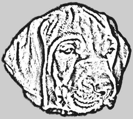 unser eigener welpe, zwinger-vizsla, vom pfenninghoiz, jagdhunde, magyar vizsla, ungarischer vorstehhund