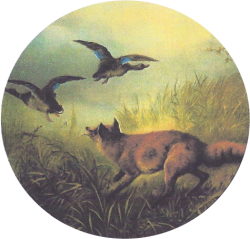 Schützenscheibe Fuchs im Grass