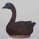 Ente Gustav