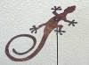 Salamander Samira