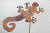 Salamander Samoa