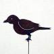 Amsel Alex