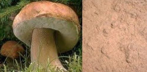 Bio-Steinpilze als Pilzpulver, Steinpilzpulver 1A im Aromabeutel