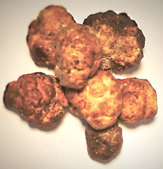 Frische Trüffel, weiße Bianchetti-Trüffel aus Italien Tuber Albidum Pico 15g bis 45g
