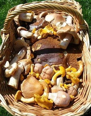 -3-Pilz-Mischung bestehend aus 3 beliebten Sorten Wild- & Zuchtpilze 50g bis 250g