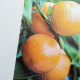 Olori Aromaglas Orange