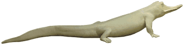 Krokodil AG2016