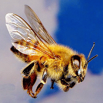 abeille