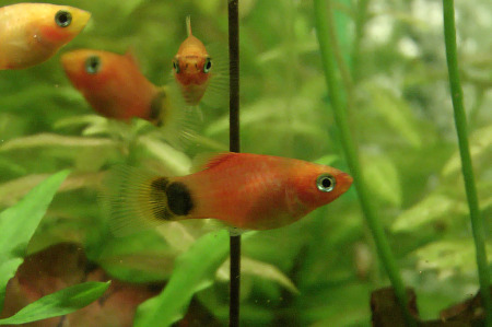 Sunset Platy