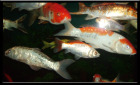 Aquarium.jpg Aquarium.jpg