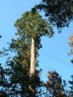 55 Meter Mammutbaum von ganz unten