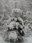 sapin en parure hivernale.jpg sapin en parure hivernale.jpg