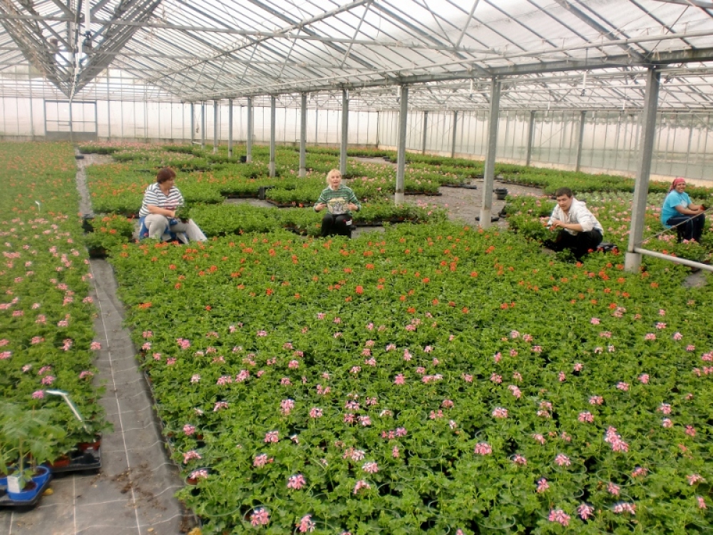 H 5 Mitarbeiter beim Blumen richten (800x600).jpg