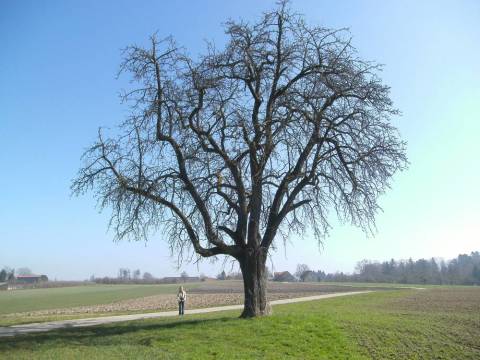 einsam stehender grosser Birnbaum
