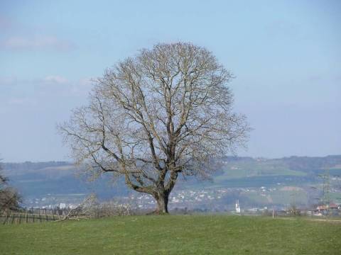 riesiger, einsam stehender Walnussbaum