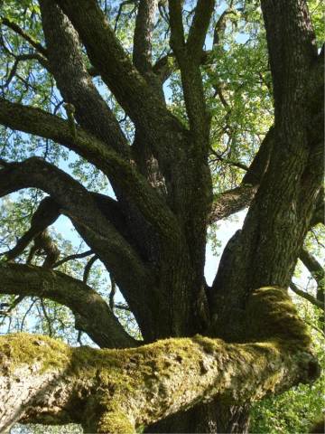 Kronenaufbau eines uralten Birnbaumes