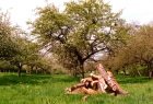 Holzstapel als Ökoobjekt