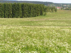 nährstoffarme Bergwiese mit Bärwurz
