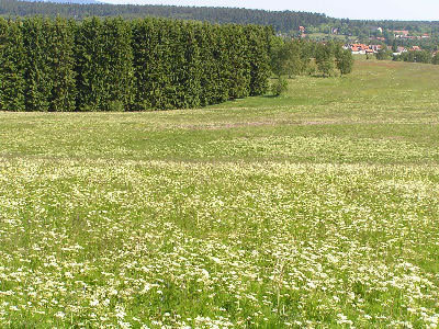nährstoffarme Bergwiese mit Bärwurz