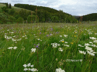 Bergwiese mit Bärwurz und Wald-Storchschnabel bei Benneckenstein
