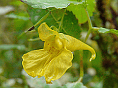 Rührmichnichtan - Großes Springkraut