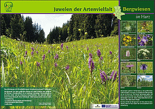 Plakat Pflanzen der Bergwiesen