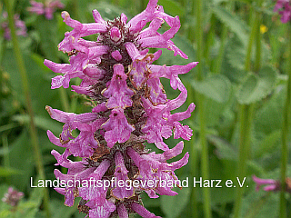 Heilziest (Betonia officinalis) 