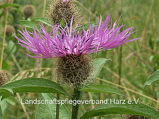 Perücken-Flockenblume (Centaurea pseudophrygia)