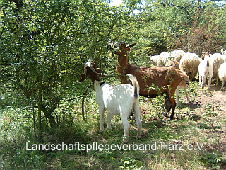 Ziegen bei der Arbeit 