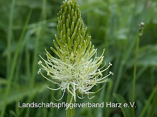 Ährige Teufelskralle (Phyteuma spicatum)