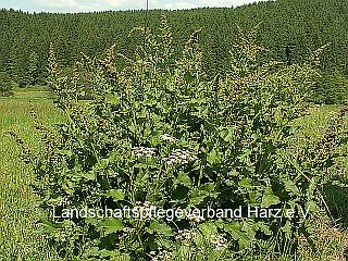 Guter Heinrich (Chenopodium bonus-henricus) 