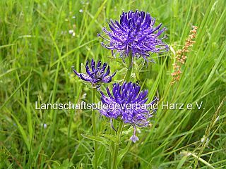 Kopfige Teufelskralle (Phyteuma orbiculare) 