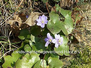 Leberblümchen (Hepatica nobilis)