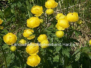 Trollblume (Trollius europaeus)