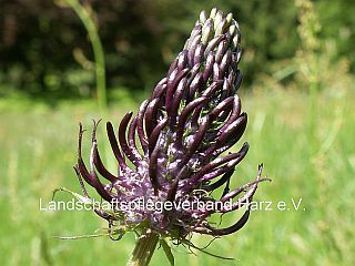 Schwarze Teufelskralle (Phyteuma nigrum)