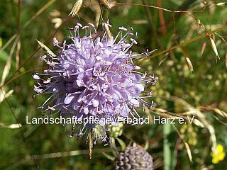 Teufels-Abbiss (Succisa pratensis)