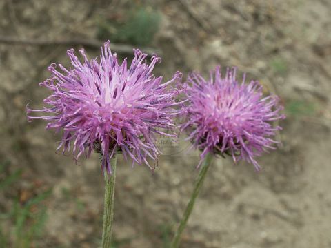 Sand-Silberscharte (Jurinea cyanoides)