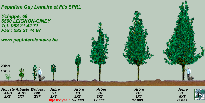 Pepinière Lemaire Ciney Ychippe - Arbres dornements Guy Lemaire Ciney
